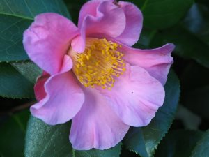 Camellia x williamsii ‘Mary Larcom’