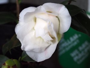 Camellia ‘Betty Sheffield Supreme’