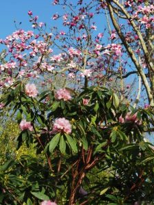 rhodo cross and the magnolia