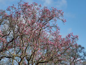 record Magnolia campbellii