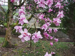 from the same seed crop as the named Magnolia ‘F J Williams’