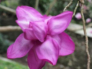 from the same seed crop as the named Magnolia ‘F J Williams’