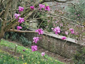 from the same seed crop as the named Magnolia ‘F J Williams’