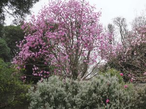 three magnolias