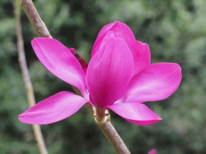 Magnolia campbellii ‘Betty Jessel’