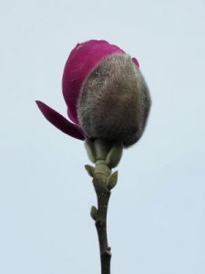 Magnolia ‘Anne Leitner’ (‘Black Tulip’ x Magnolia ‘J C Williams’)