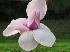 Magnolia ‘Mossman’s Giant’