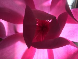 Magnolia ‘F J Williams’ x Magnolia campbellii