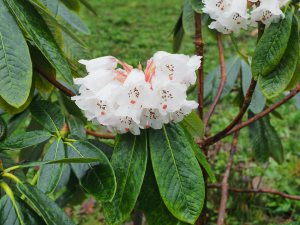 Rhododendron gratum
