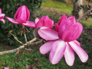 Magnolia campbelli ‘Darjeeling’