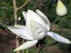 yellow form of Magnolia campbellii ‘Alba’