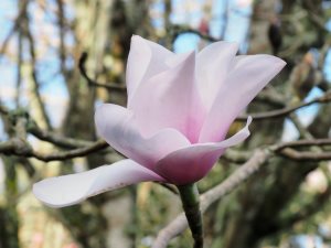 Magnolia sargentiana var. robusta seedling