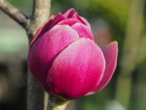 Magnolia ‘Vulcan’ x ‘Black Tulip’