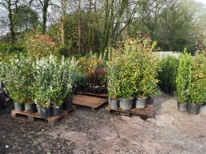 delivery to Burncoose Nurseries from Italy