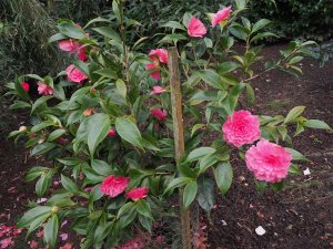 Camellia reticulata ‘Valentine Day’