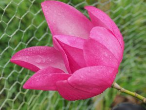 Magnolia campbellii ‘Wakehurst’