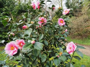 Camellia reticulata ‘Lasca Beauty’