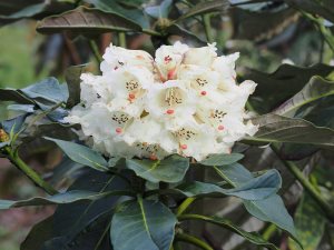 Rhododendron sinogrande seedling