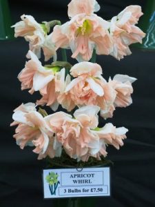 ‘Apricot Whirl’