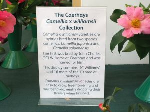 x williamsii camellias