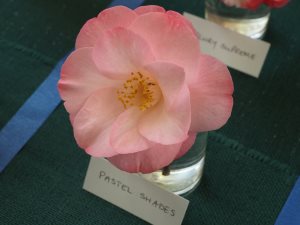 Camellia ‘Pastel Shades’