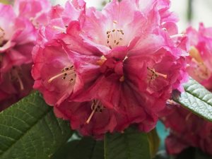 Rhododendron fansipanensis