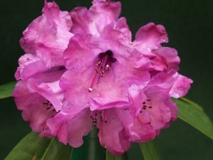 Rhododendron ‘Snowy River’