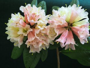 Rhododendron ‘Spinbur’