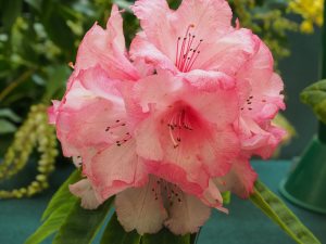 Rhododendron ‘Trebah Gem’