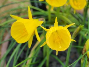 Narcissus bulbicodum