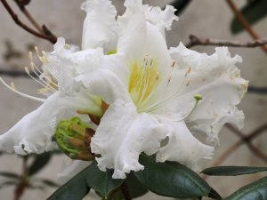 Rhododendron veitchiorum