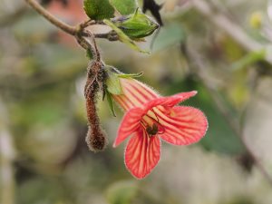 Hedychium