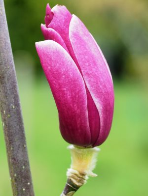 Magnolia ‘Black Tulip’ x Magnolia liliiflora ‘Holland Red’