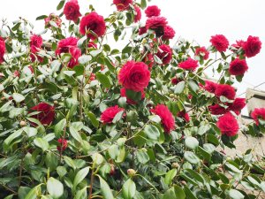 Paeony form double red camellia