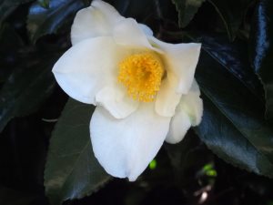 Camellia x williamsii ‘Francis Hanger’