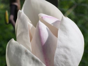 Magnolia ‘Avocet’