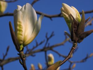 pale yellow magnolia