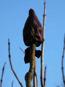 Magnolia officinalis ssp. biloba
