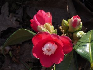 Camellia sasanqua ‘Marshmallow’