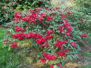 Rhododendron 'Red Centurion'