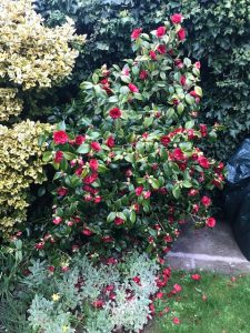 Camellia 'Mathotiana Rubra'