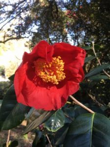 Camellia reticulata ‘Red Crystal’