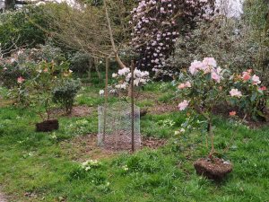 planting out rhododendrons