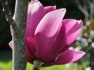 Magnolia ‘Black Tulip’ x Magnolia ‘Serena’