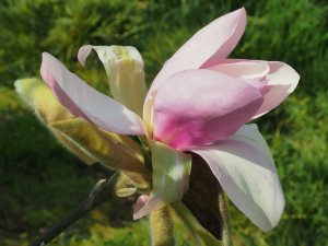 Magnolia ‘Kusious’