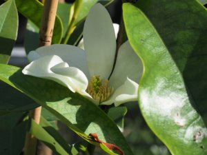 Magnolia laevifolia x M. maudiae BKR