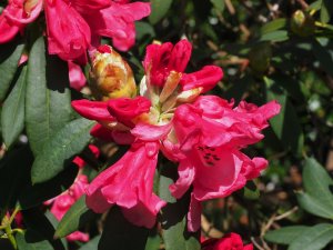 Rhododendron moorei x euchaites