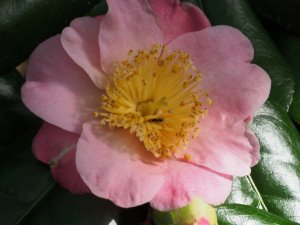 Higo camellias ‘Takasago’?