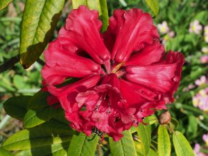 Rhododendron monosematum