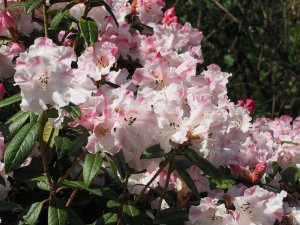 Rhododendron ‘Lady Alice Fitzwilliam’